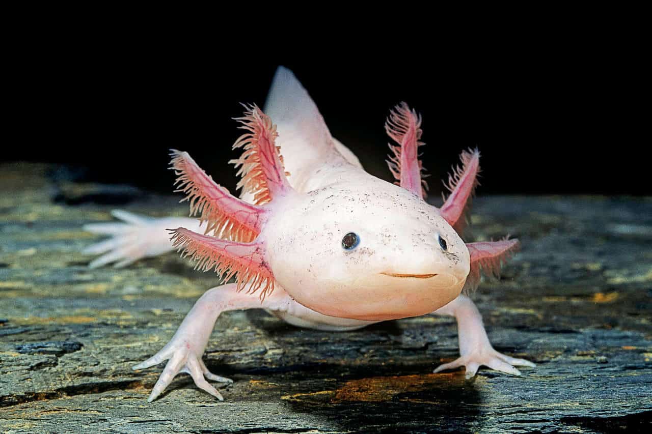 100+ Unique Axolotl Names – Funny
