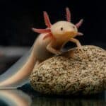 100+ Unique Axolotl Names – Neutral names