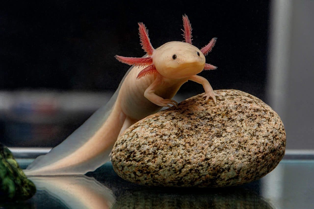 100+ Unique Axolotl Names – Neutral names