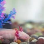 100+ Unique Axolotl Names – Owning