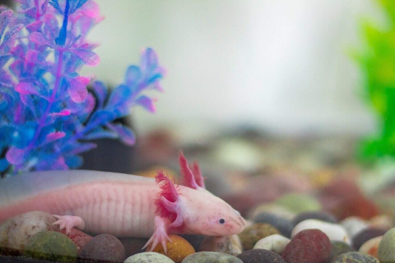 100+ Unique Axolotl Names – Owning