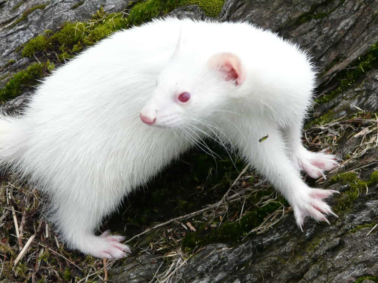 15 Ferret Breeds – Albino Color