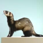 15 Ferret Breeds – Black Color