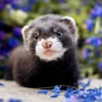 15 Ferret Breeds – Black Sable Color