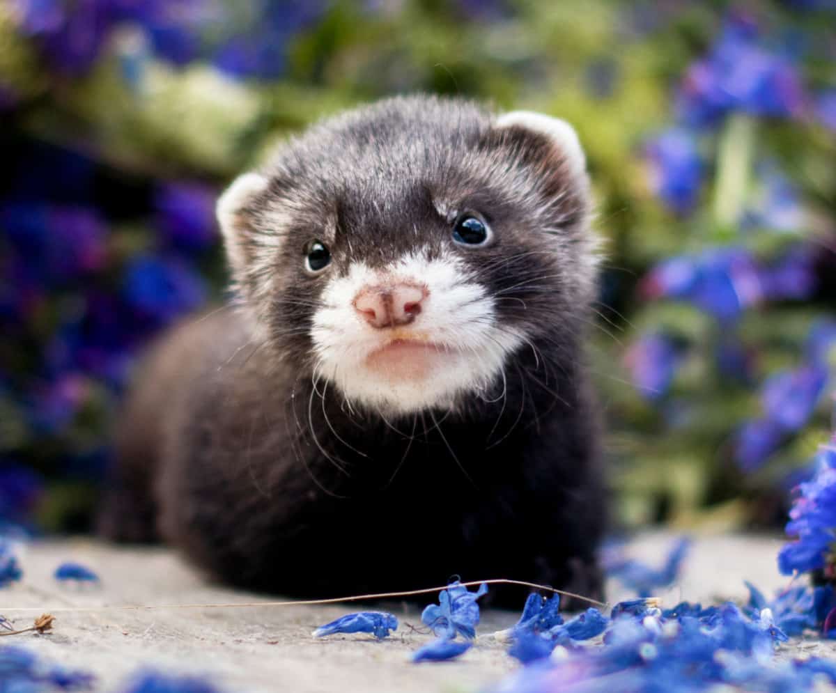 15 Ferret Breeds – Black Sable Color