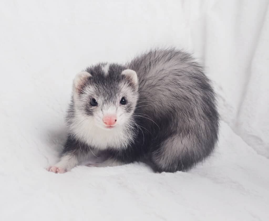 15 Ferret Breeds – Black Sable Mitt Color