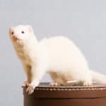 15 Ferret Breeds – Champagne Color