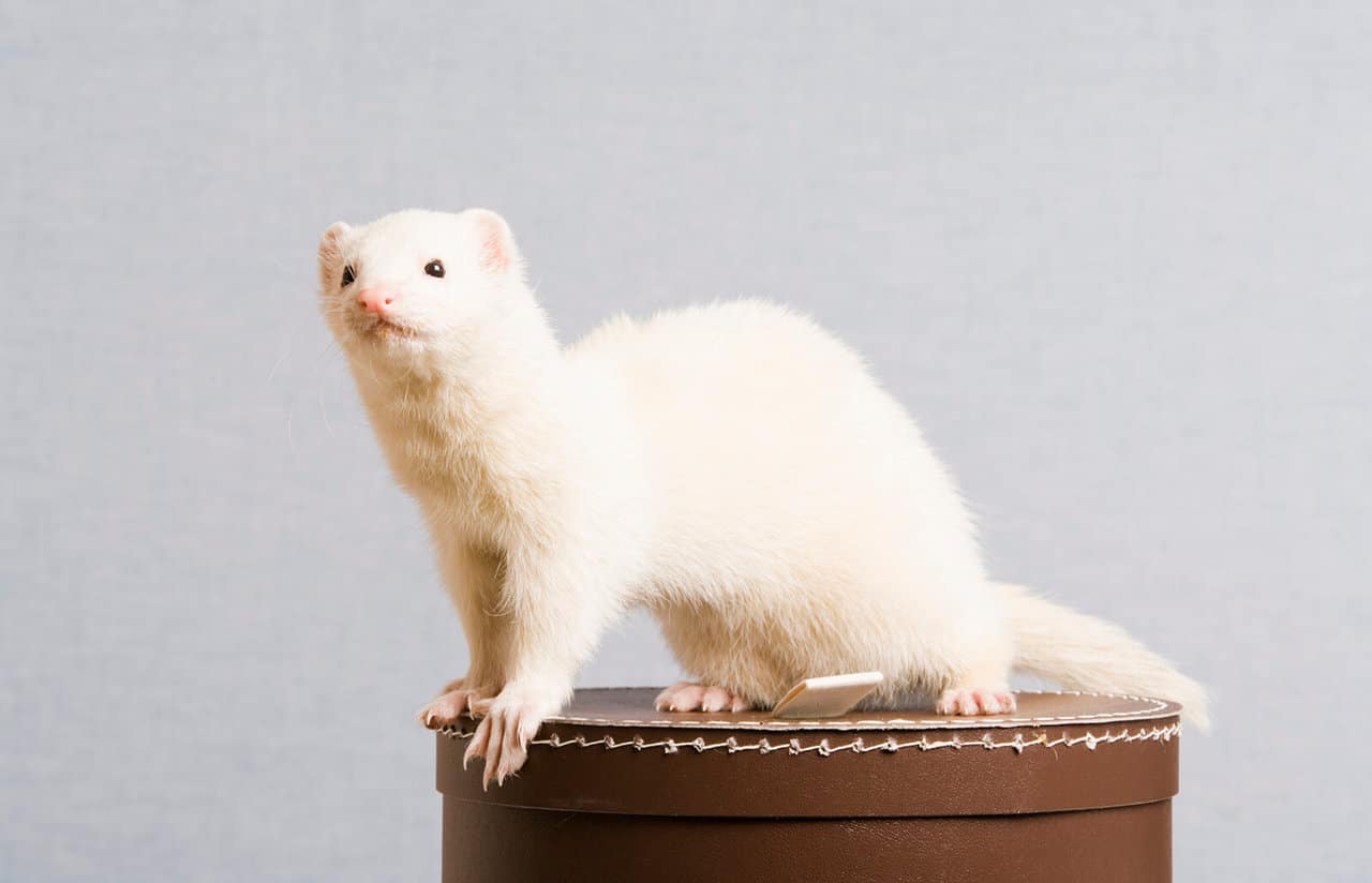 15 Ferret Breeds – Champagne Color