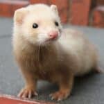 15 Ferret Breeds – Chocolate Color