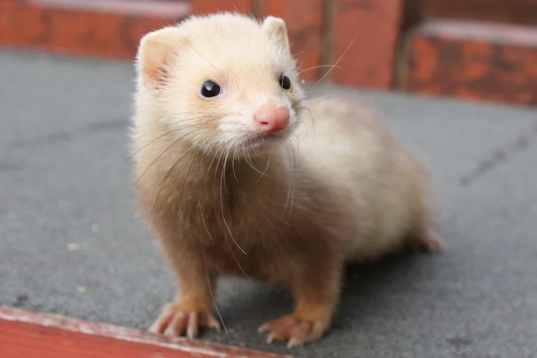 15 Ferret Breeds – Chocolate Color