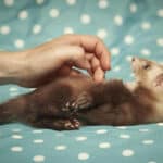 15 Ferret Breeds – Chocolate Mitt Color