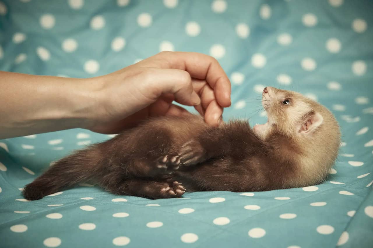 15 Ferret Breeds – Chocolate Mitt Color