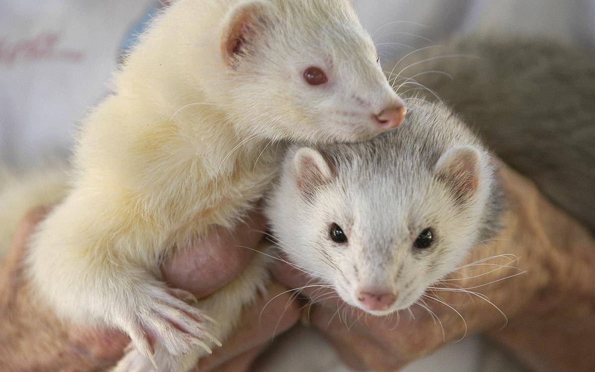 15 Ferret Breeds – Cinnamon Color