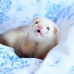 15 Ferret Breeds – Dark-Eyed White Color