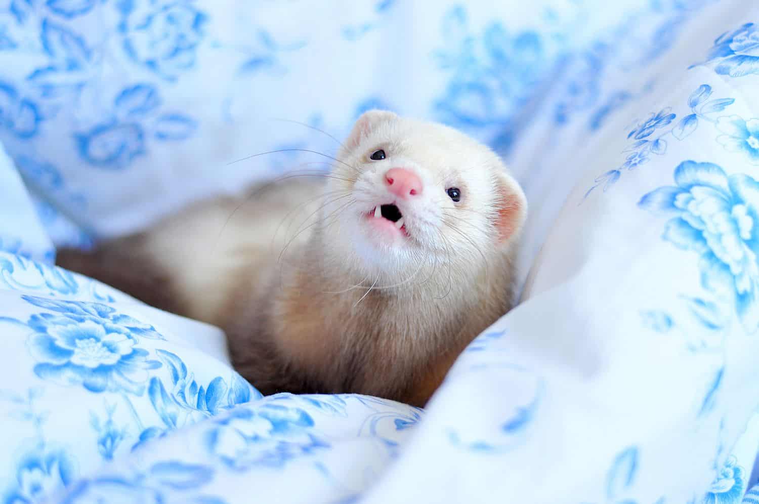 15 Ferret Breeds – Dark-Eyed White Color