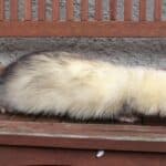 15 Ferret Breeds – Heavy Silver Color