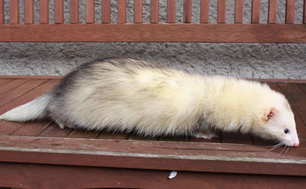 15 Ferret Breeds – Heavy Silver Color