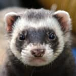 15 Ferret Breeds – Panda Color