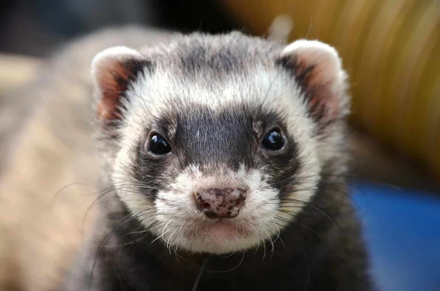 15 Ferret Breeds – Panda Color