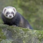 15 Ferret Breeds – Sable Color