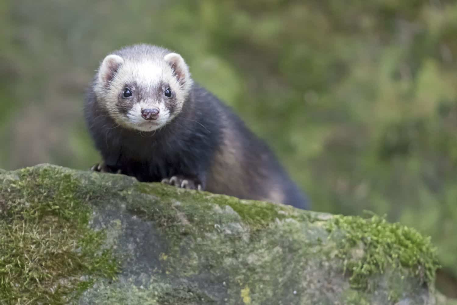 15 Ferret Breeds – Sable Color