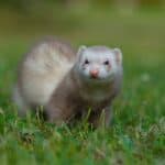 15 Ferret Breeds – Siamese Color