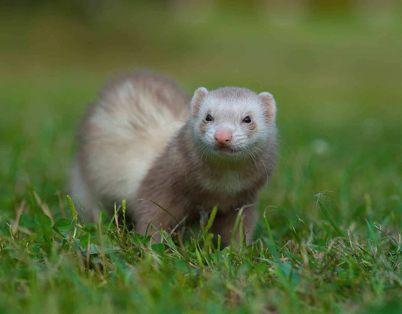 15 Ferret Breeds – Siamese Color