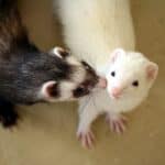 15 Ferret Breeds – Striped White Color