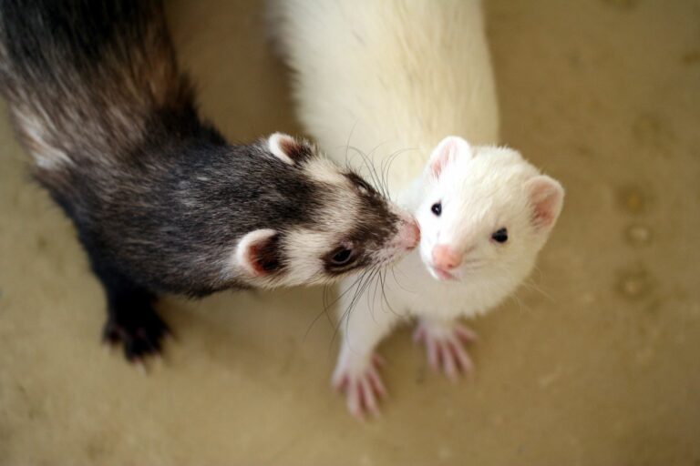 Types of Ferrets 15 Ferret Colors and Patterns You Should Know The Pet Savvy