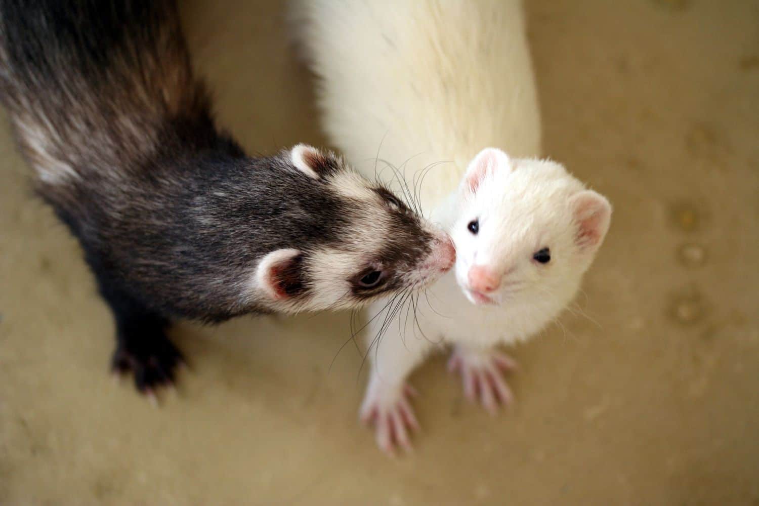 15 Ferret Breeds – Striped White Color