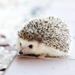 Breeding Hedgehogs – 101