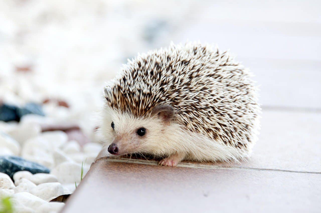 Breeding Hedgehogs – 101