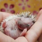 Breeding Hedgehogs – Babies