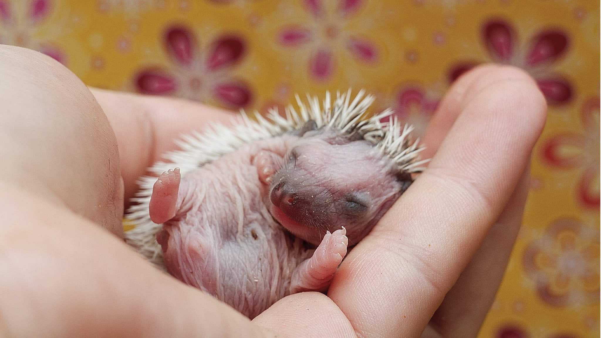 Breeding Hedgehogs – Babies
