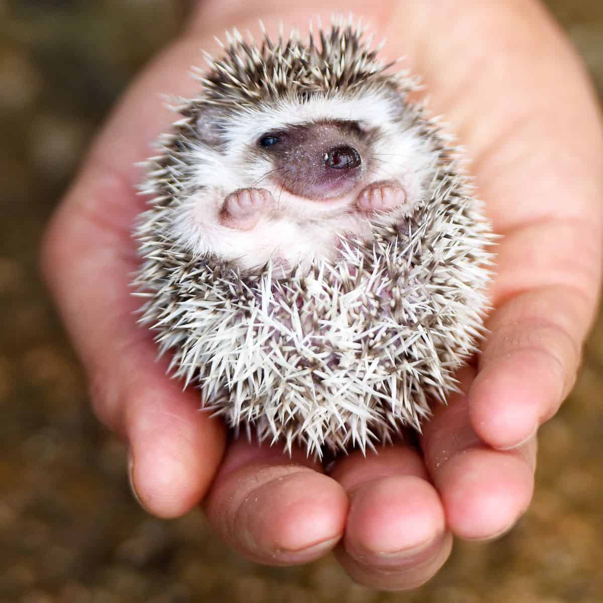 Breeding Hedgehogs – Baby