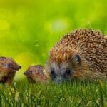 Breeding Hedgehogs – Breeding