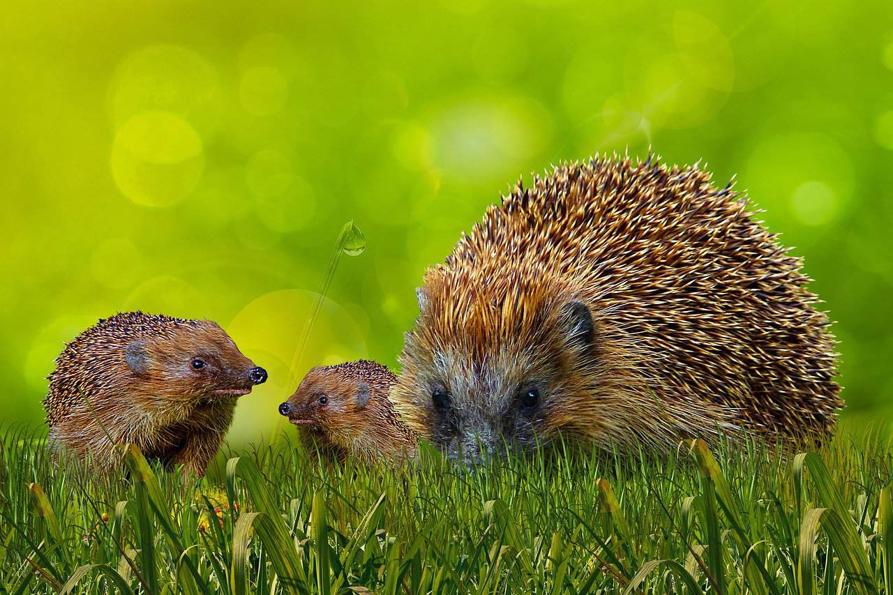 Breeding Hedgehogs – Breeding