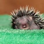 Breeding Hedgehogs – Gestation