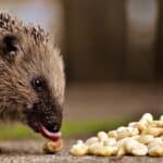 Breeding Hedgehogs – Health