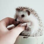 Breeding Hedgehogs – Hobby