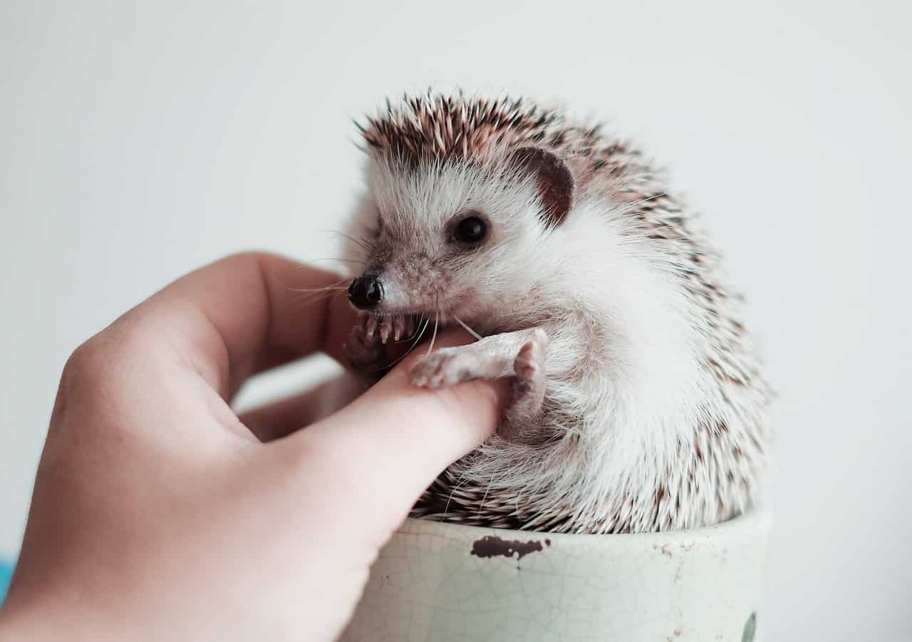 Breeding Hedgehogs – Hobby