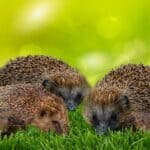 Breeding Hedgehogs – How to mate