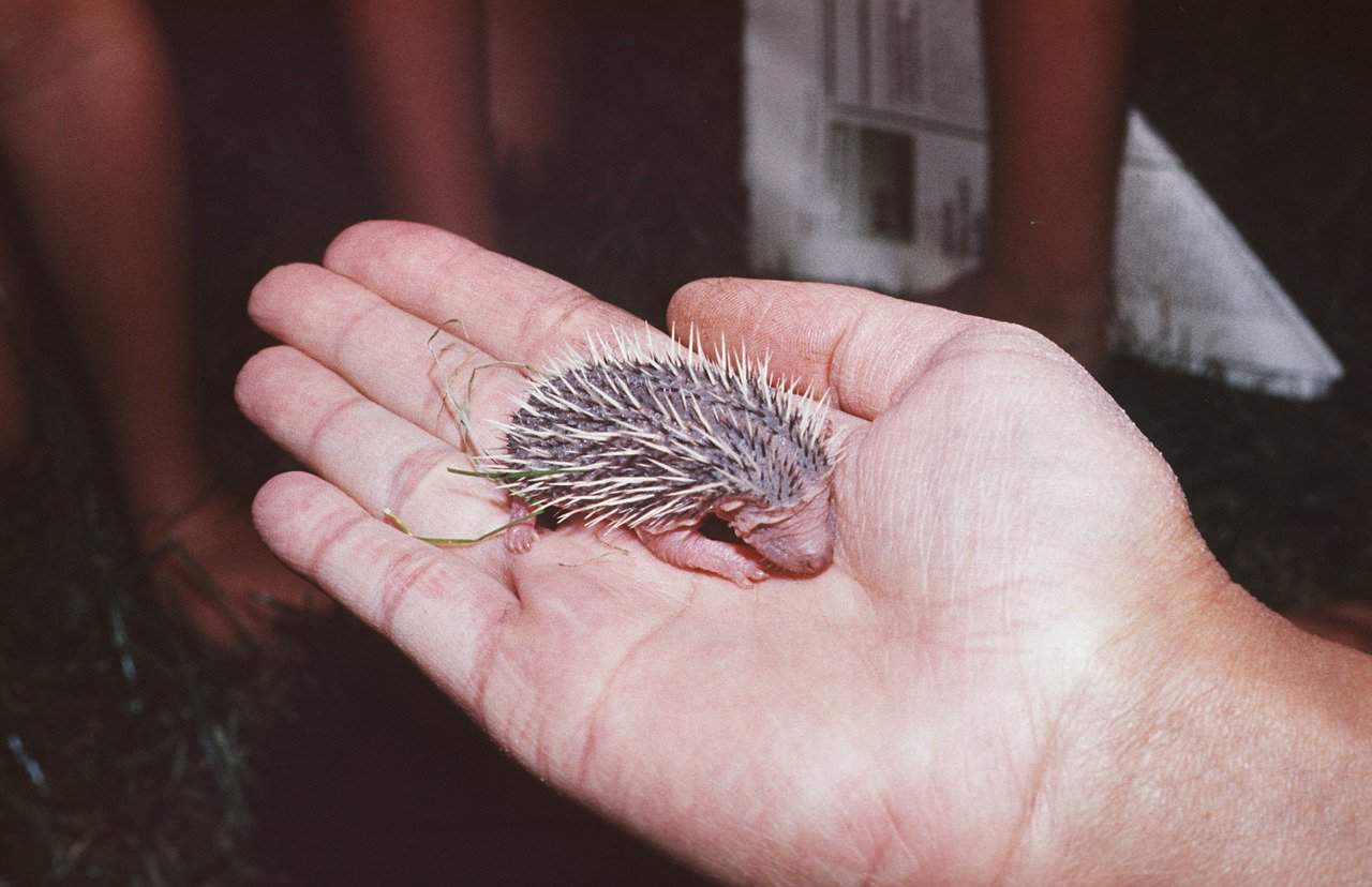 Breeding Hedgehogs – License
