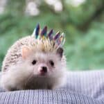 Breeding Hedgehogs – Pregnant