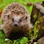 Breeding Hedgehogs – Risks