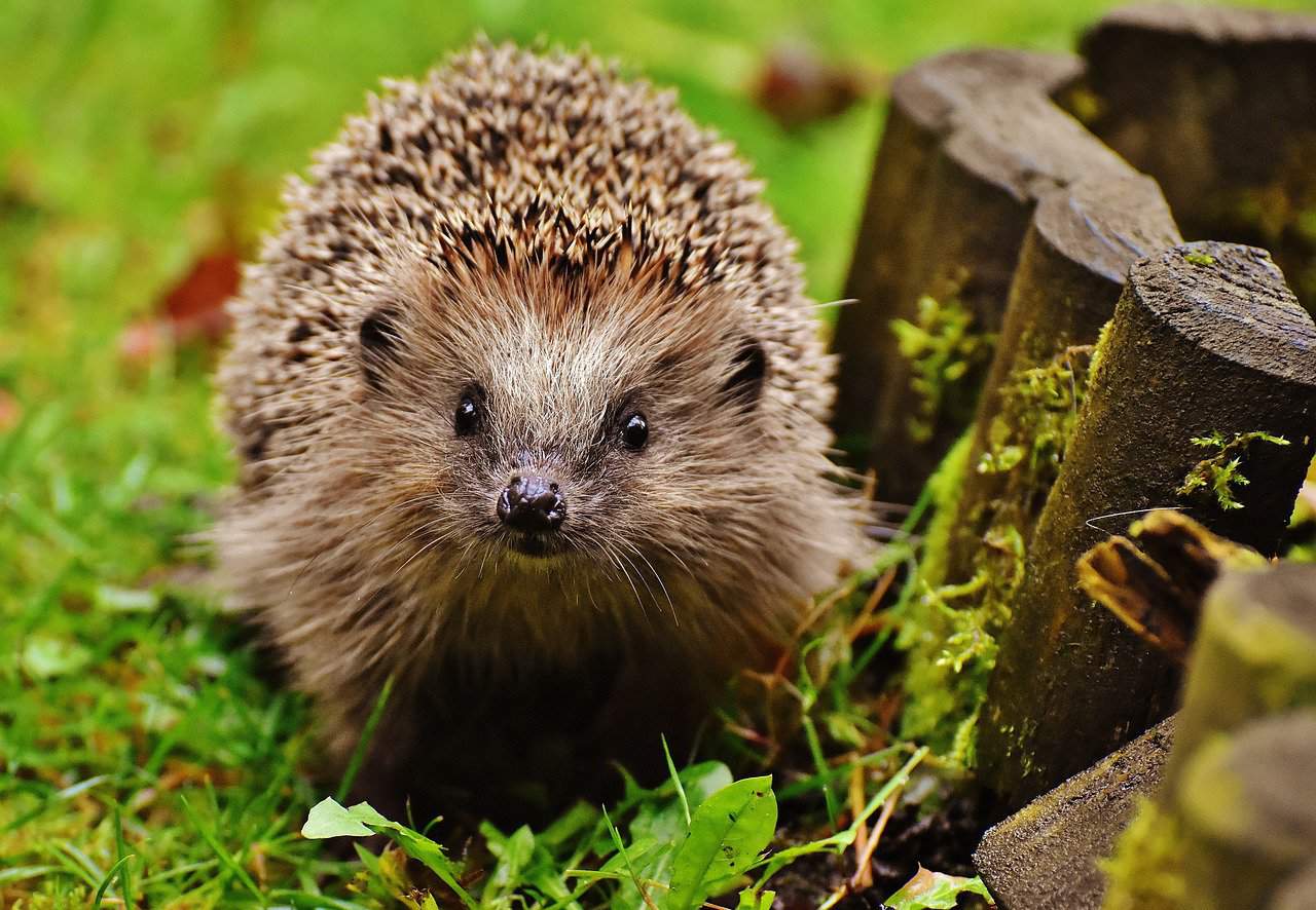 Breeding Hedgehogs – Risks