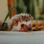 Breeding Hedgehogs – Unethical