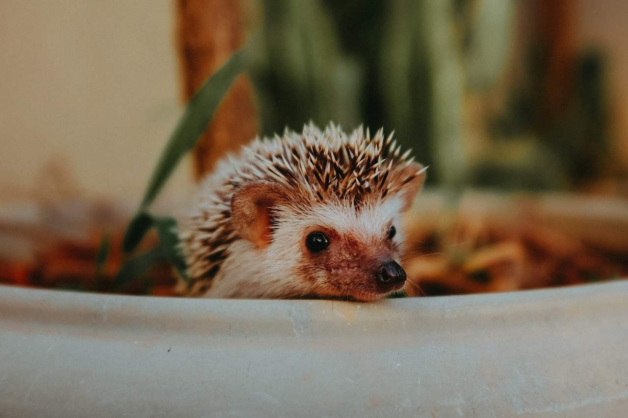 Breeding Hedgehogs – Unethical