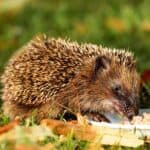 Breeding Hedgehogs – When