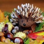 Breeding Hedgehogs – When to